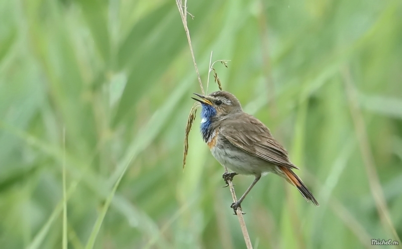 Photo Oiseaux Gorgebleue à miroir (Luscinia svecica)