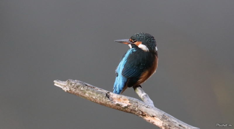 Photo Oiseaux Martin pêcheur d'Europe (Alcedo atthis)