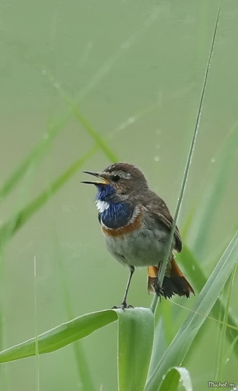 Photo Oiseaux Gorgebleue à miroir (Luscinia svecica)