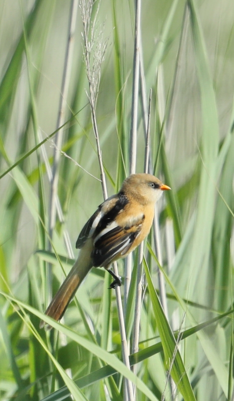 Photo Oiseaux Panure à moustaches