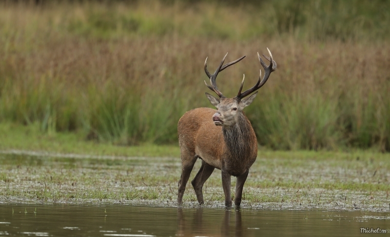 Photo Mammifères Cerf