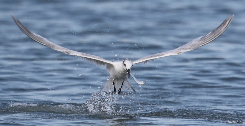 Photo Oiseaux Sterne Caugek