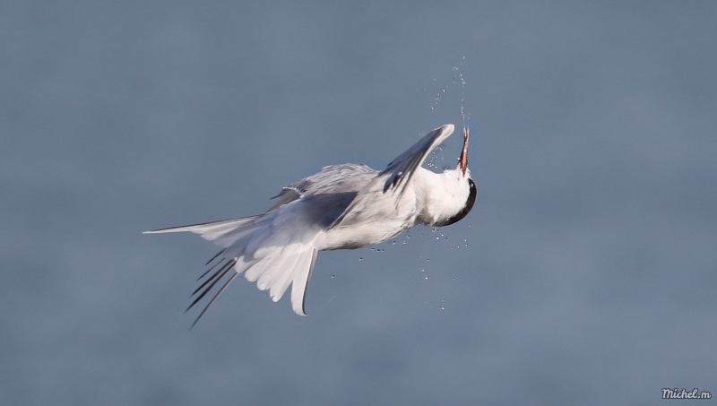 Photo Oiseaux Sterne pierregarin