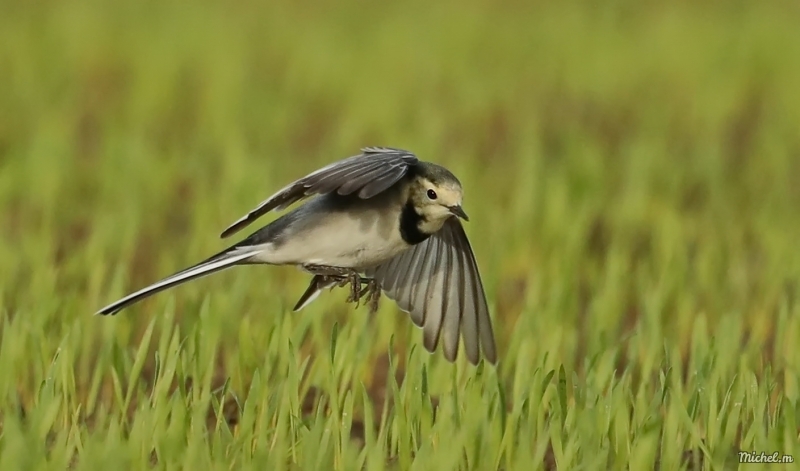 Photo Oiseaux Bergeronette grise