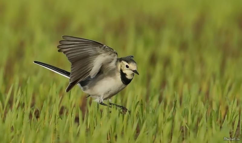 Photo Oiseaux Bergeronette grise