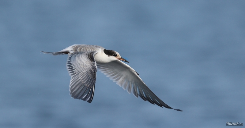 Photo Oiseaux Sterne pierregarin (Sterna hirundo)