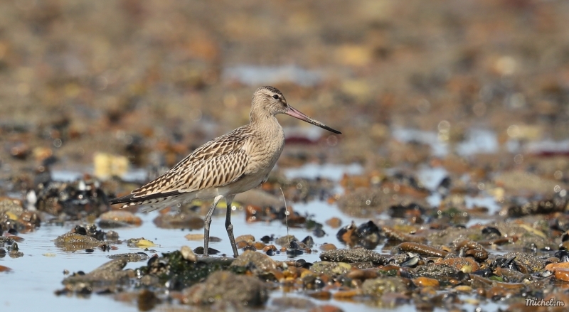 Photo Oiseaux barge rousse