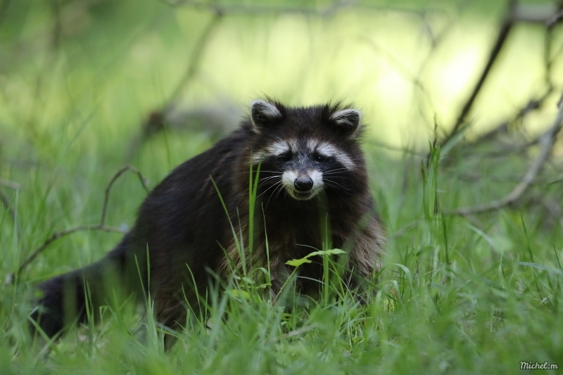 Photo Mammifères Raton laveur