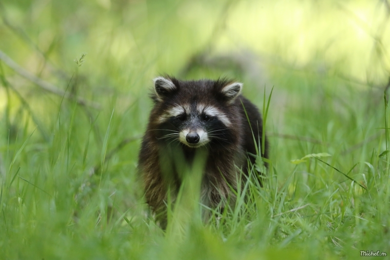 Photo Mammifères Raton laveur