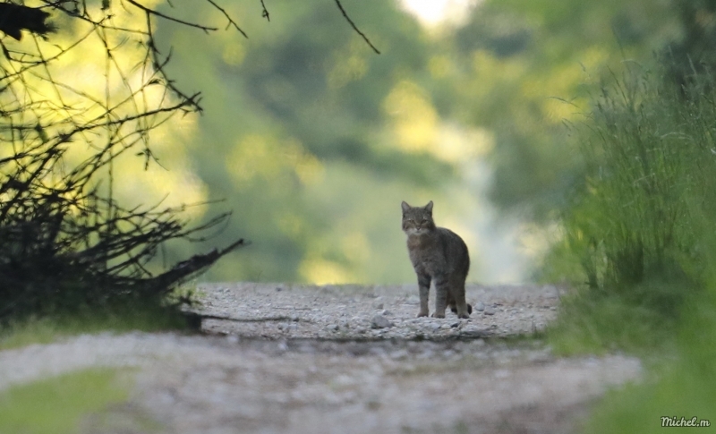 Photo Mammifères Chat forestier