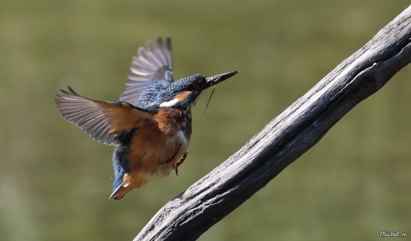 Photo Oiseaux Martin-pêcheur d'Europe (Alcedo atthis)