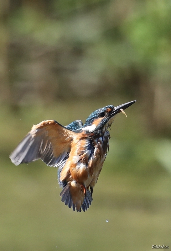 Photo Oiseaux Martin-pêcheur d'Europe (Alcedo atthis)