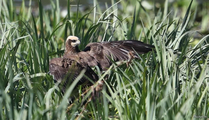 Photo Oiseaux Busard des roseaux