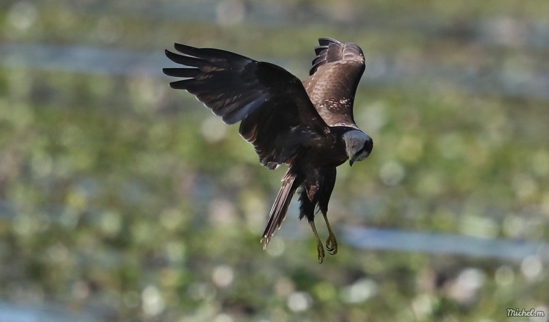 Photo Oiseaux Busard des roseaux