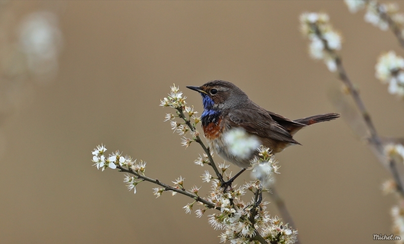 Photo Oiseaux Gorgebleue à miroir (Luscinia svecica)