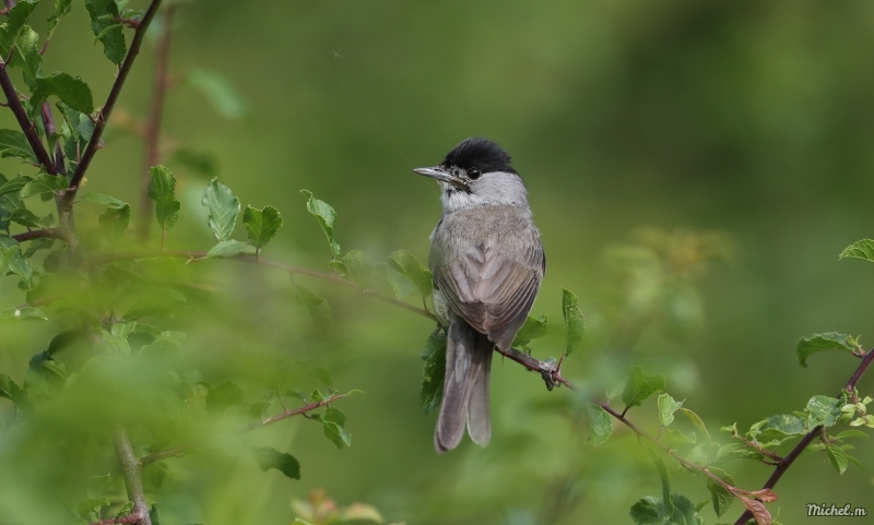 Photo Oiseaux Fauvette à tête noire (Sylvia atricapilla)