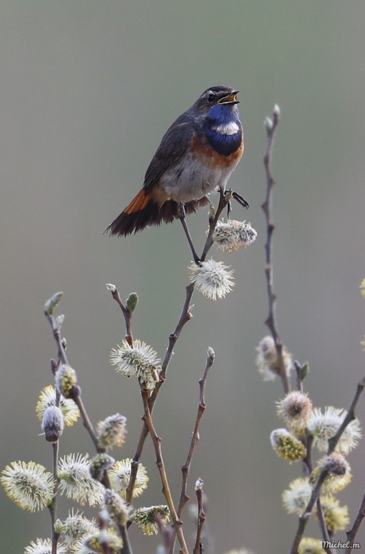 Photo Oiseaux Gorgebleue à miroir (Luscinia svecica)