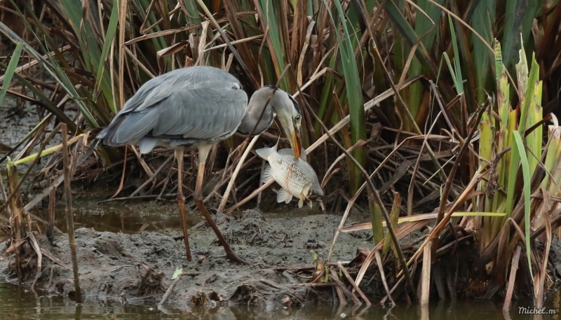 Photo Oiseaux Héron cendré (Ardea cinerea)