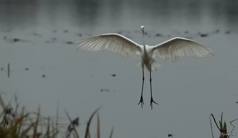 Photo Oiseaux Grande aigrette (Ardea alba)