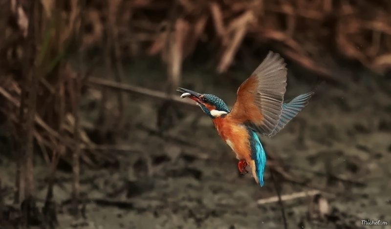 Photo Oiseaux Martin-pêcheur d'Europe (Alcedo atthis)