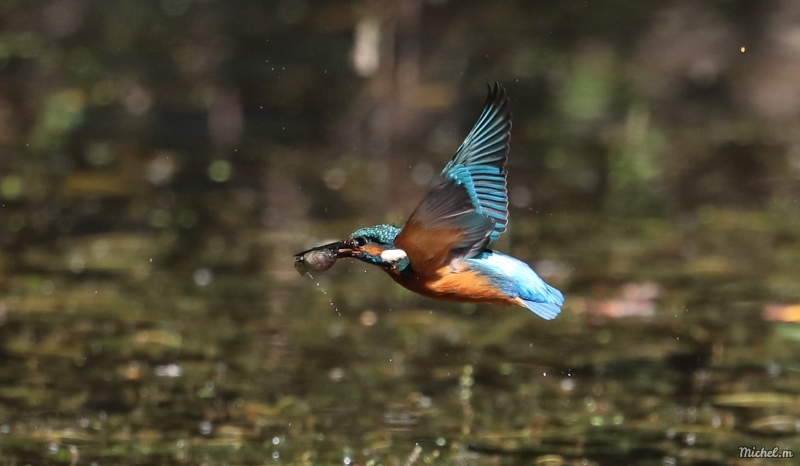 Photo Oiseaux Martin-pêcheur