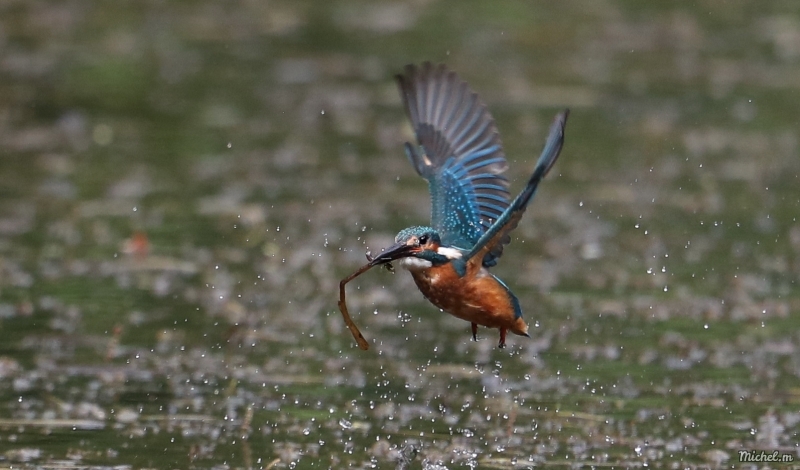 Photo Oiseaux Martin-pêcheur