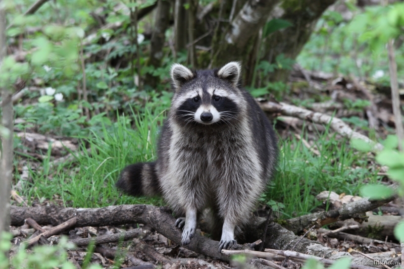 Photo Mammifères Raton laveur