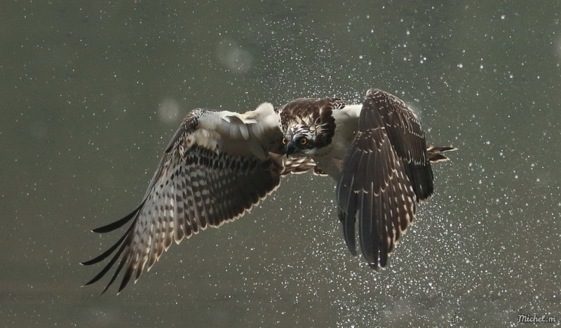 Photo Oiseaux Balbuzard pêcheur