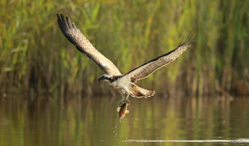 Photo Oiseaux Balbuzard pêcheur