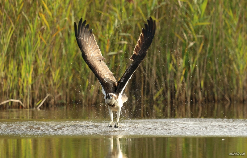 Photo Oiseaux Balbuzard pêcheur