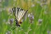 Insectes Papillon Flambé