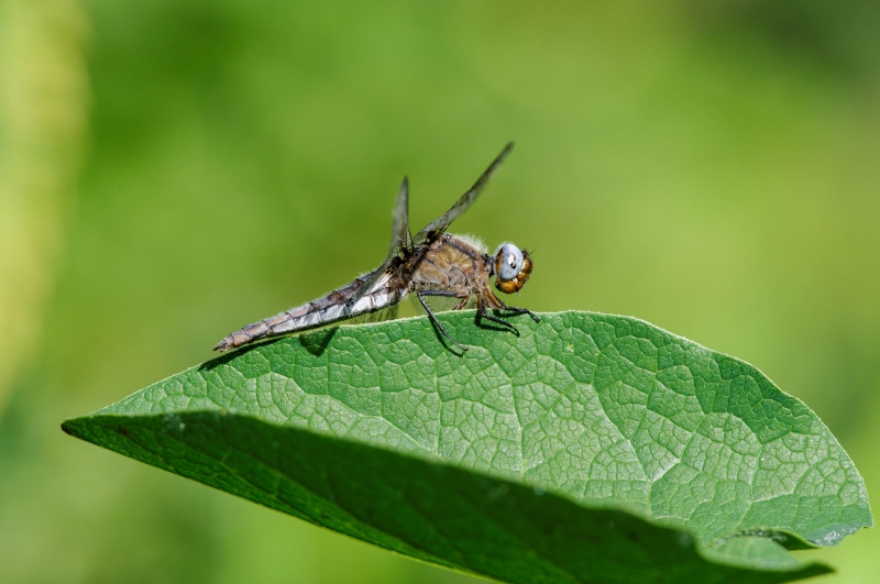 Photo Insectes