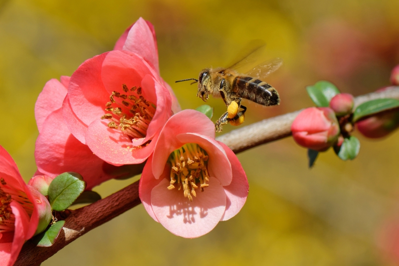 Photo Insectes