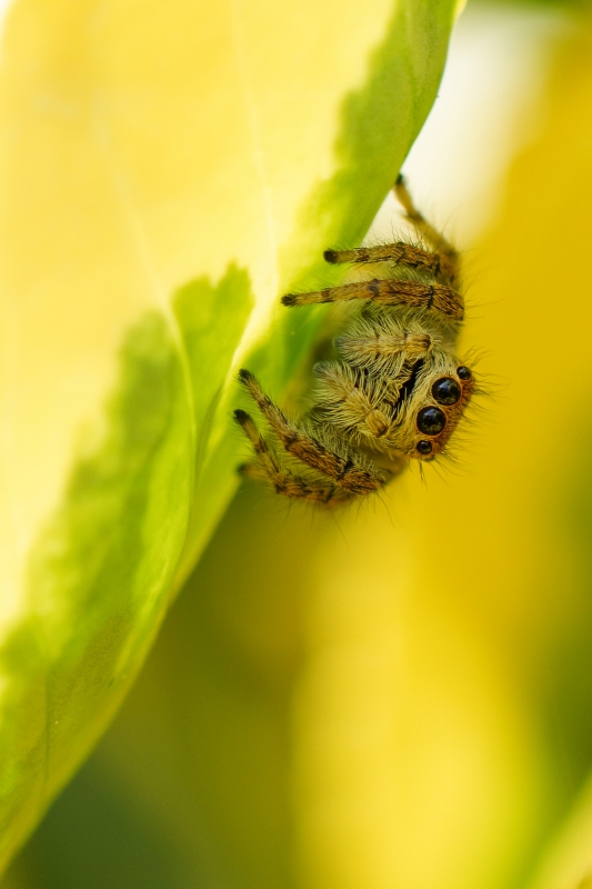 Photo Araignées