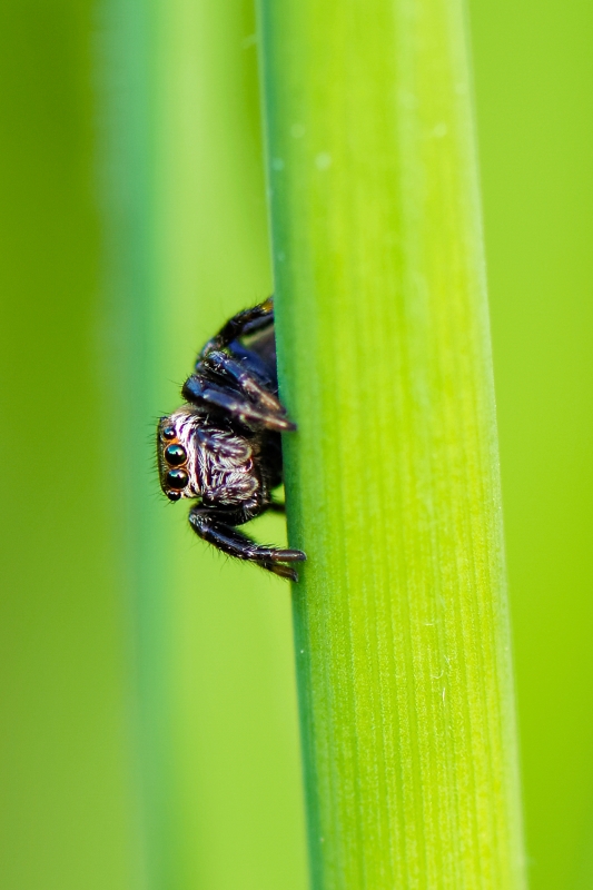 Photo Araignées