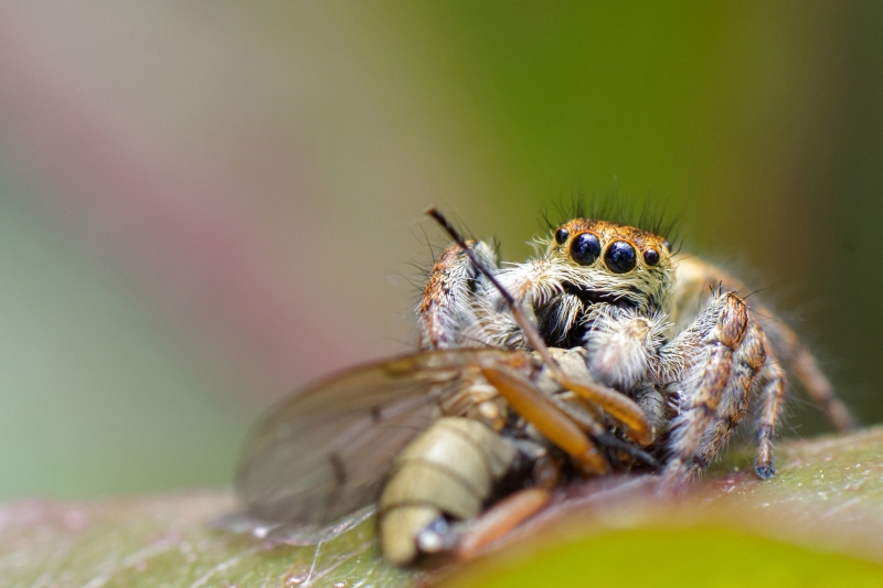 Photo Araignées