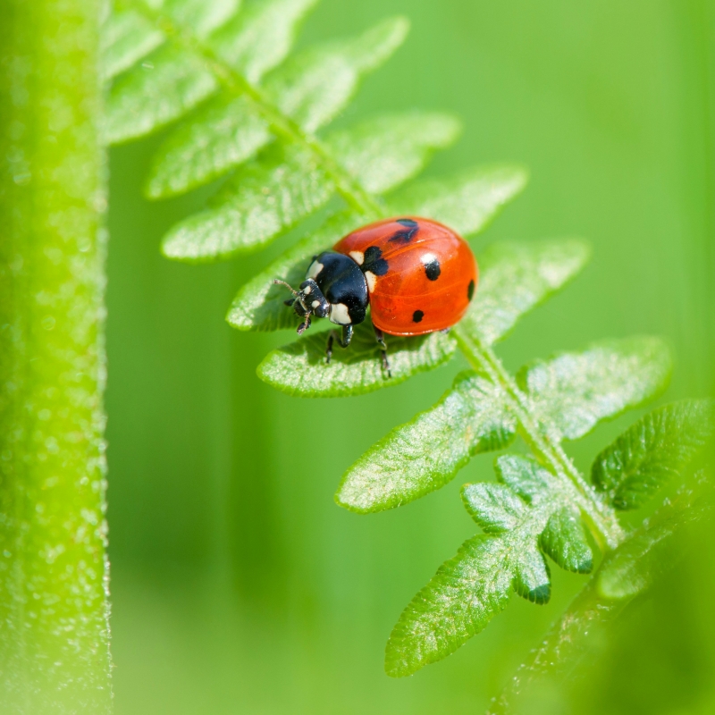 Photo Insectes