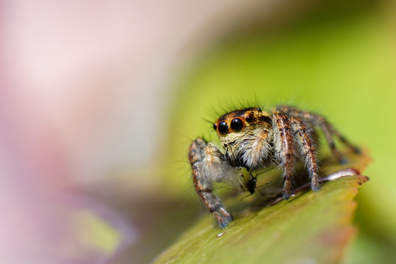 Photo Araignées