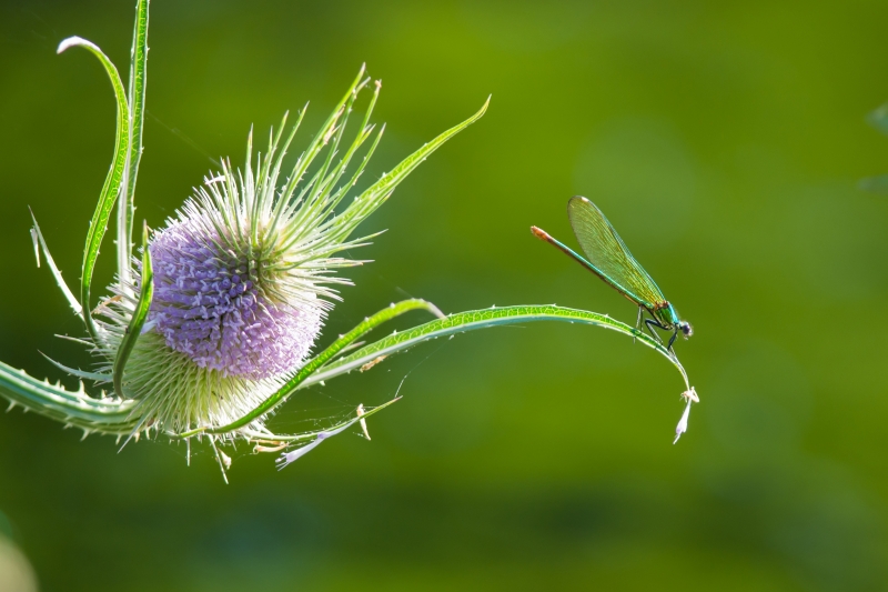 Photo Insectes