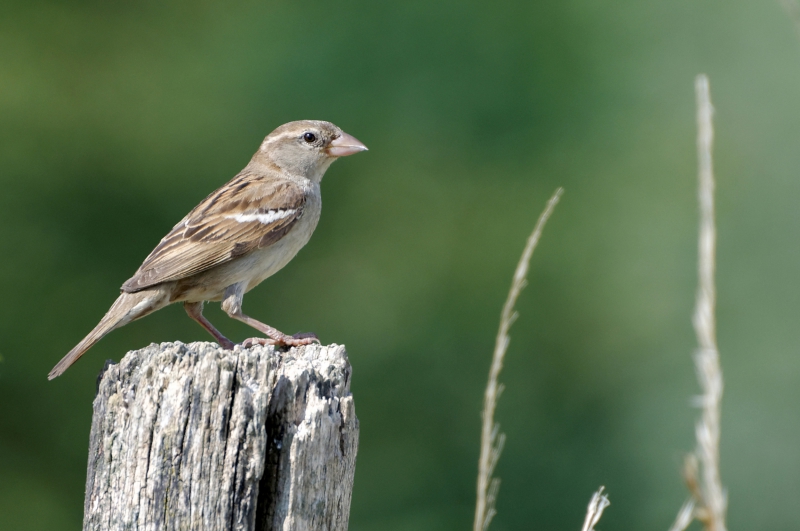 Photo Oiseaux