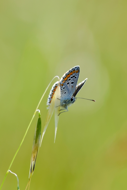 Photo Insectes