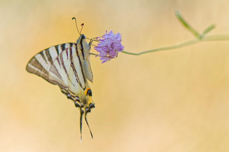 Photo Insectes