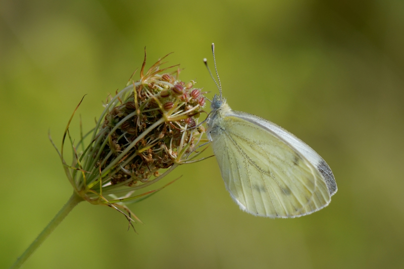 Photo Insectes