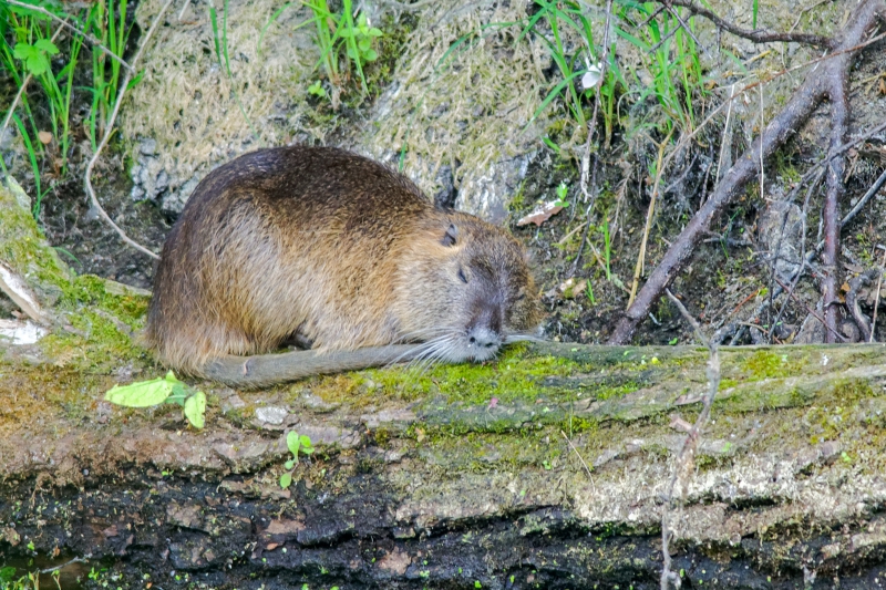 Photo Mammifères