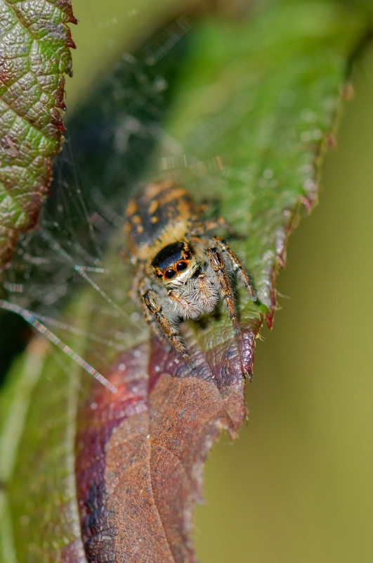 Photo Araignées