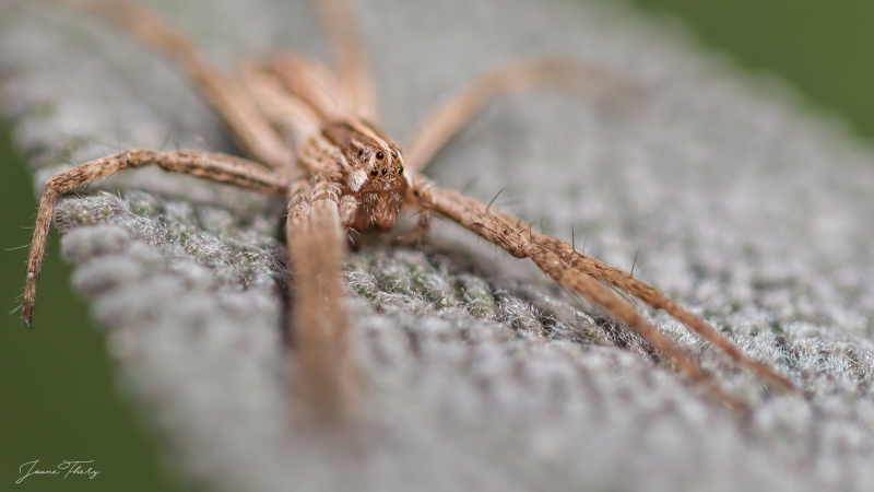 Insectes et Araignées Pisaura mirabilis