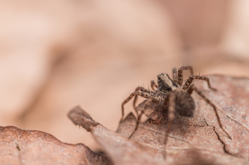 Photo Araignées