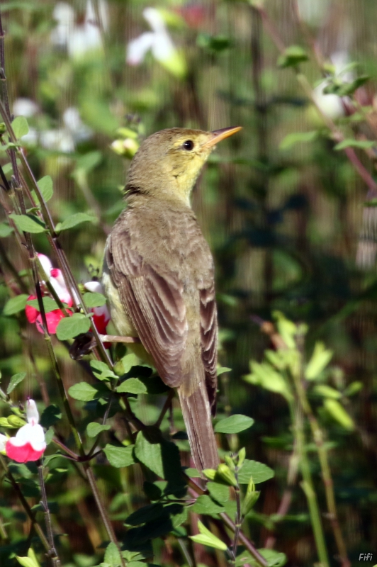 Oiseaux Hypolais polyglotte