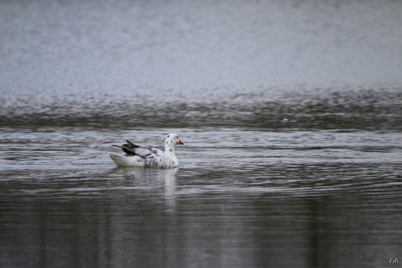 Oiseaux Oie cendrée