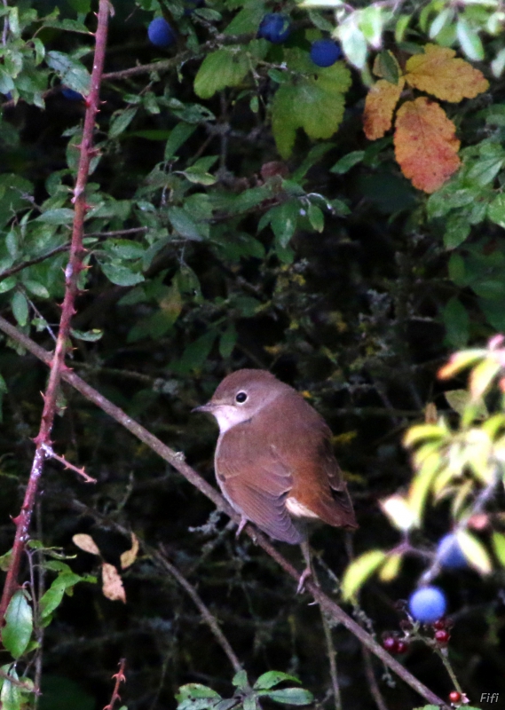 Oiseaux Rossignol Philomèle (Luscinia megarhynchos)